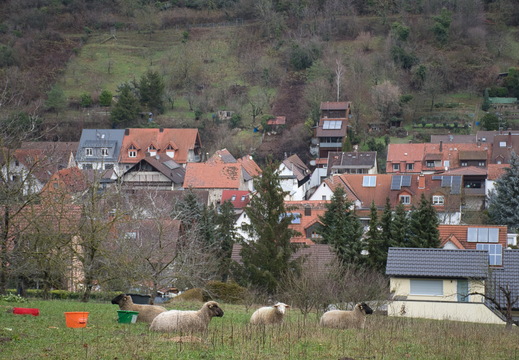 DSC 4693