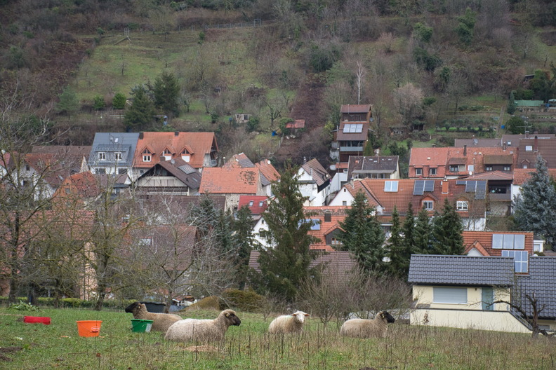 DSC_4693.jpeg