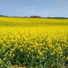 IMG 20220502 115818410 HDR