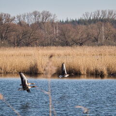 20220301193335-5b868f11