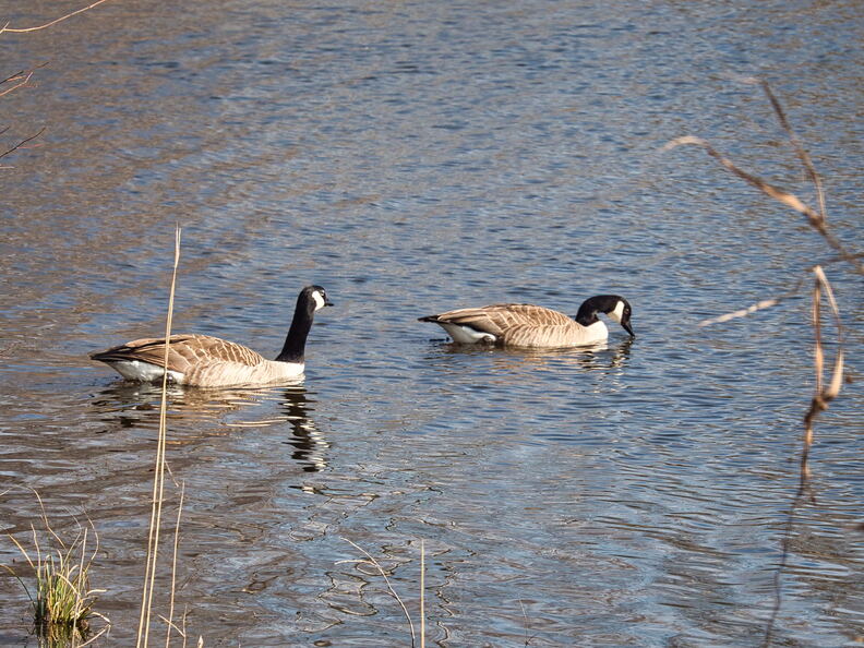 20220301193338-62feff59