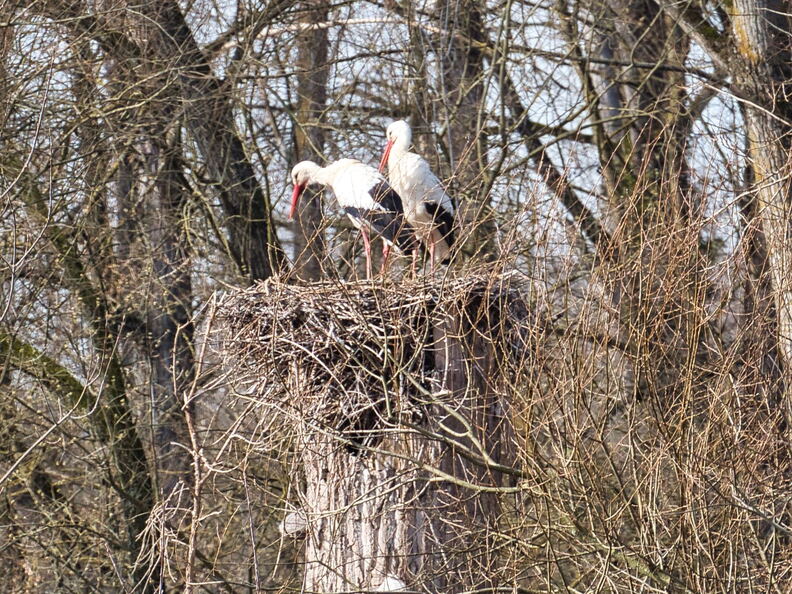 20220301193343-8e66b7d6