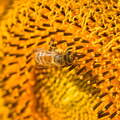 P7240028