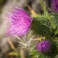 P7240047