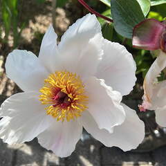 9DB9FAD6-66FB-40B3-8A10-0D5282ACDF6E