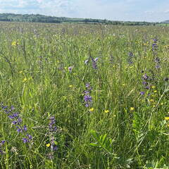 AAE7B41B-BFB7-43DF-8293-5504160B1EDF