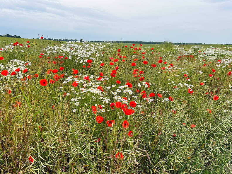 3BE8C3E6-68F8-4E9D-8976-A91C2A887A66