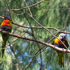 Australien 20131212 0016