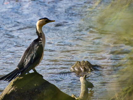 Australien 20131212 0017