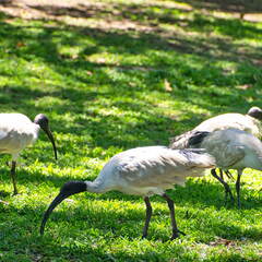 Australien 20131213 0037