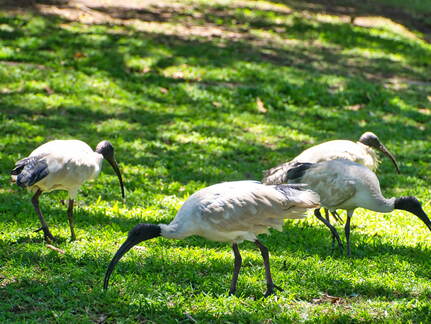 Australien 20131213 0037