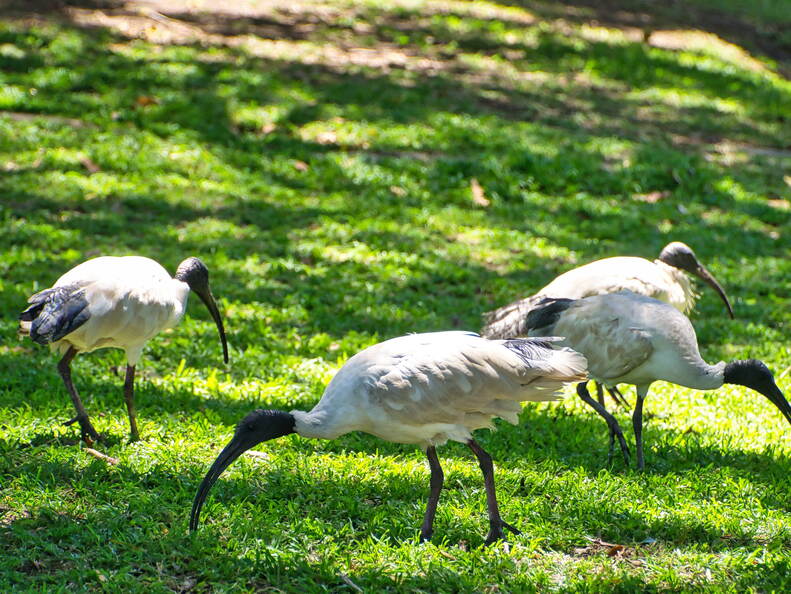 Australien 20131213 0037