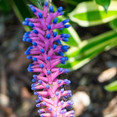 Australien 20131213 0049