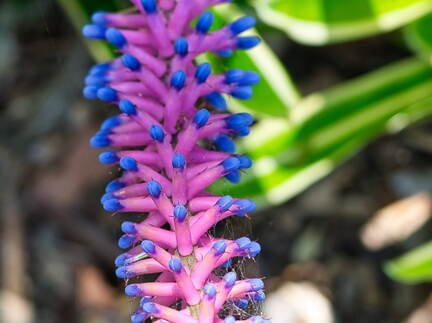 Australien 20131213 0049