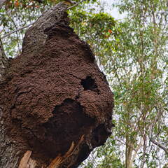 Australien 20131214 0059