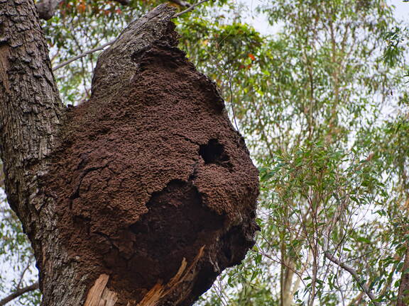 Australien 20131214 0059