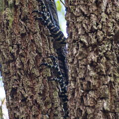 Australien 20131214 0070