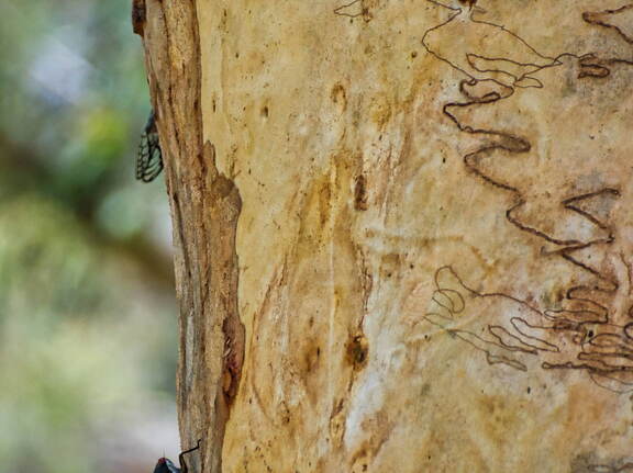 Australien 20131216 0109