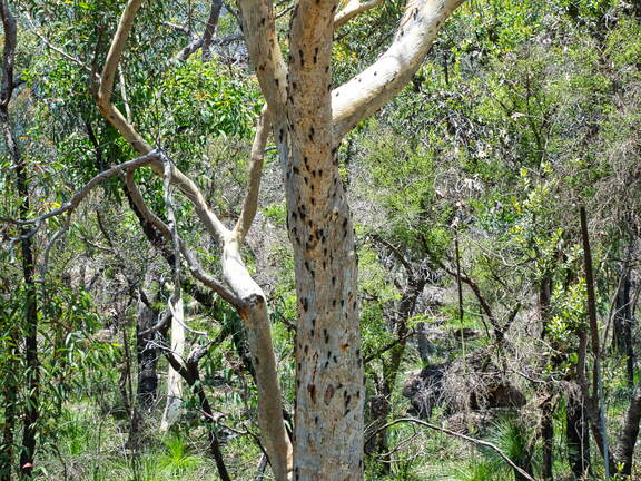 Australien 20131216 0110