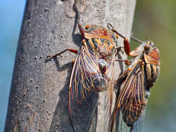 Australien 20131216 0121