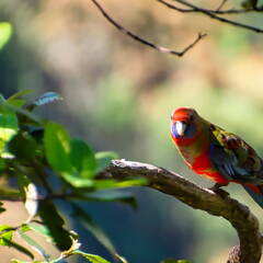 Australien 20131219 0156