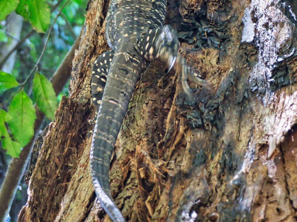 Australien 20131219 0162