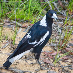 Australien 20131220 0232