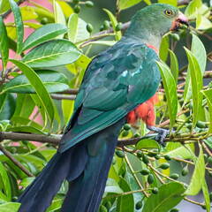 Australien 20131220 0234