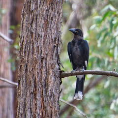 Australien 20131222 0285