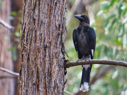 Australien 20131222 0285