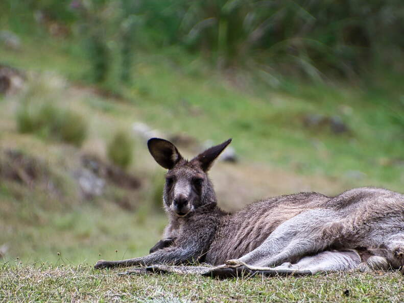 Australien 20131224 0344