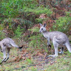 Australien 20131225 0362