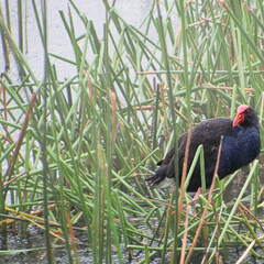 Australien 20131225 0379