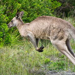 Australien 20131226 0385