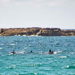 Australien 20131228 0438