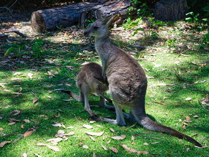 Australien 20131228 0448
