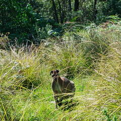 Australien 20131228 0454