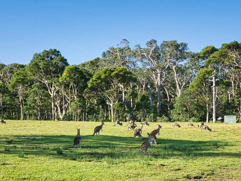 Australien 20131228 0457