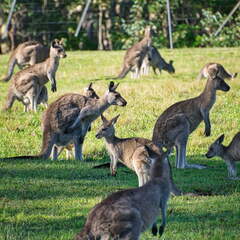 Australien 20131228 0459