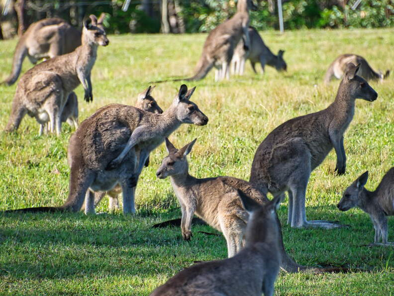 Australien 20131228 0459