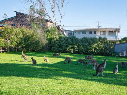 Australien 20131228 0460