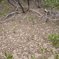 Australien 20131230 0480