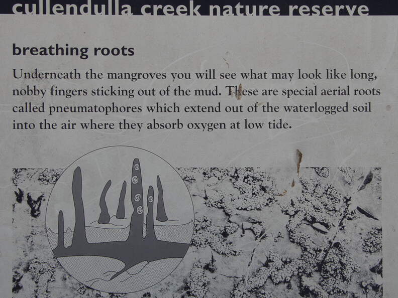 Australien 20131230 0481