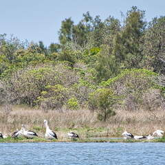 Australien 20131231 0488