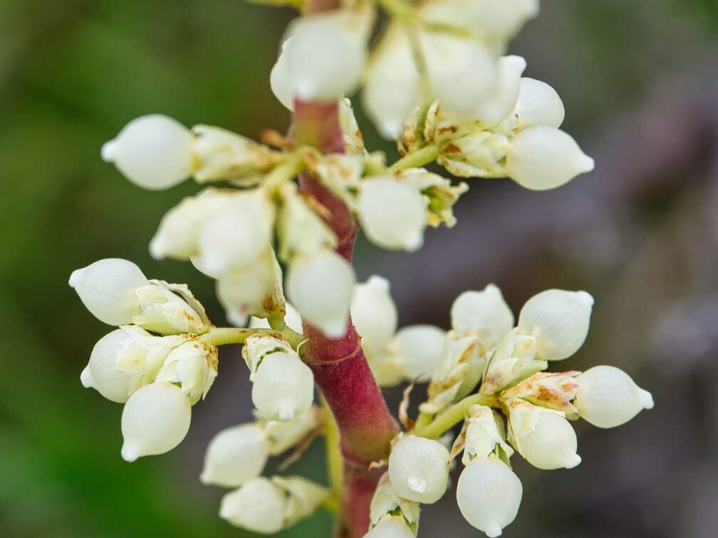 Australien 20140101 0502