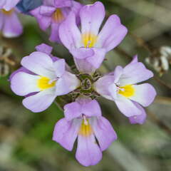 Australien 20140101 0504