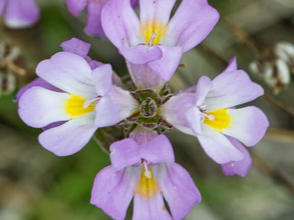 Australien 20140101 0504