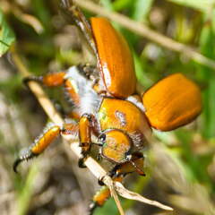 Australien 20140102 0536