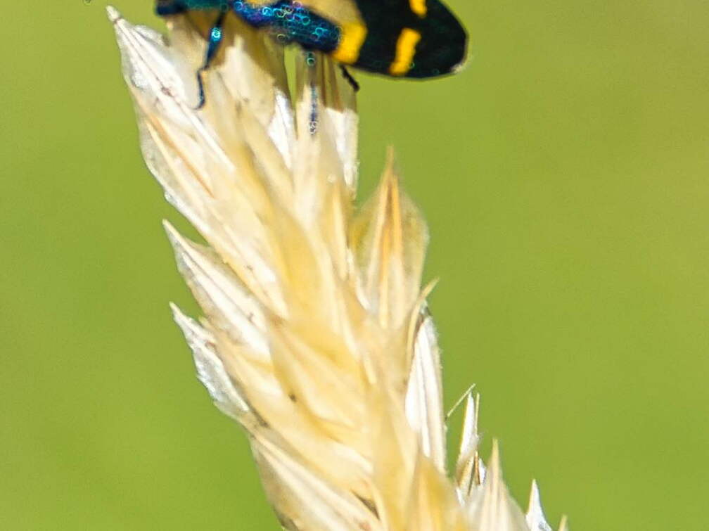 Australien 20140102 0538