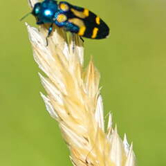 Australien 20140102 0538